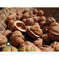 Walnut jąder bursztynowy (AQ) z Yunnan